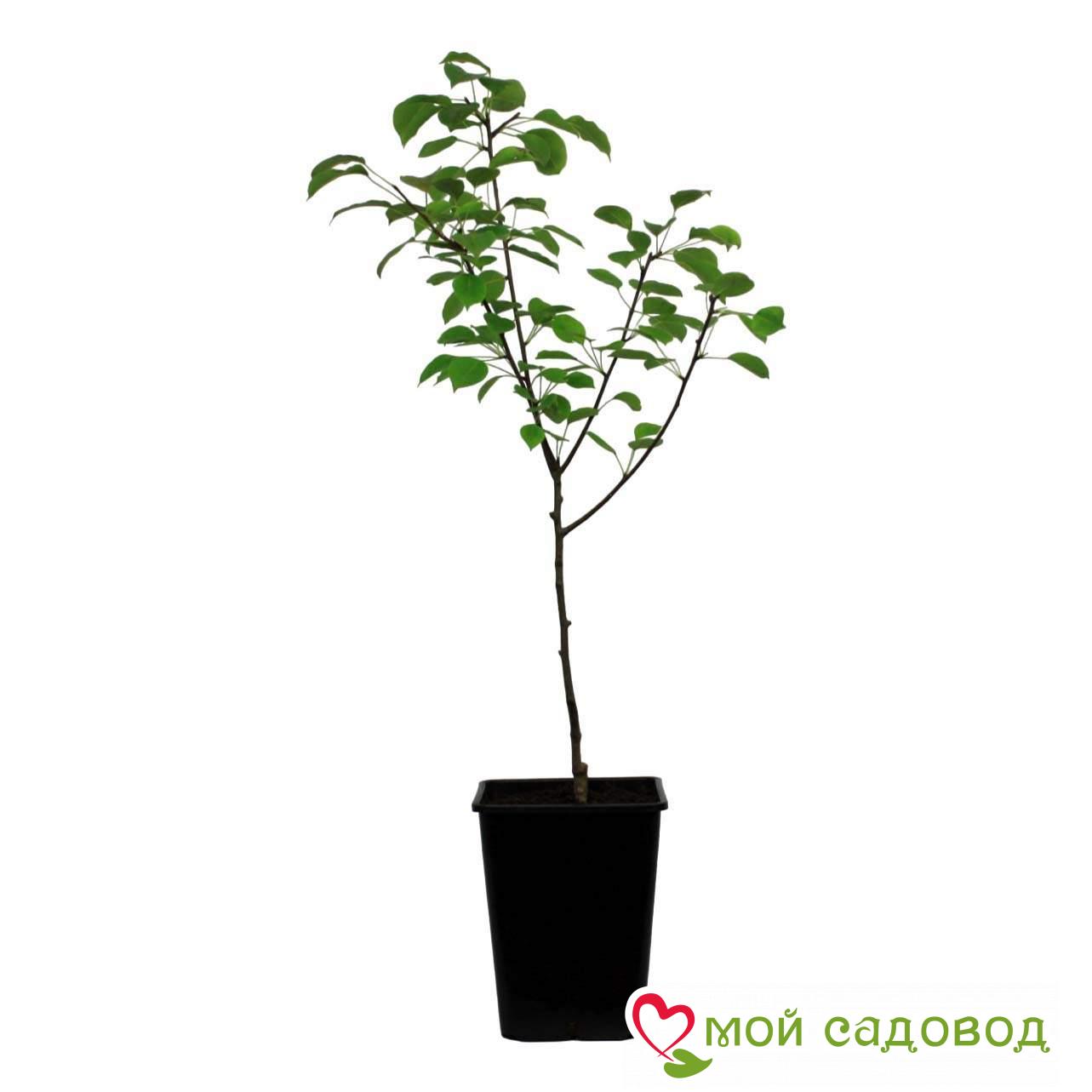 Груша Фриссбери